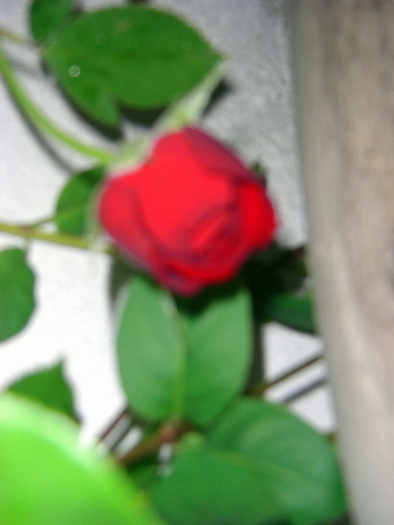 CIMG2489 - trandafiri 2010