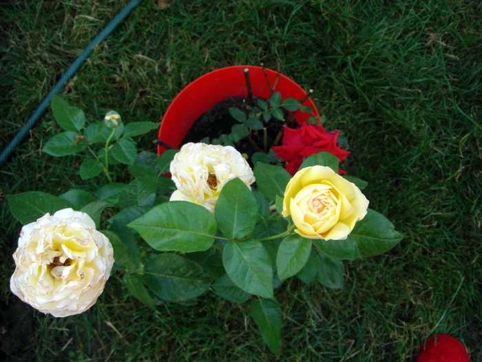CIMG2533 - trandafiri 2010