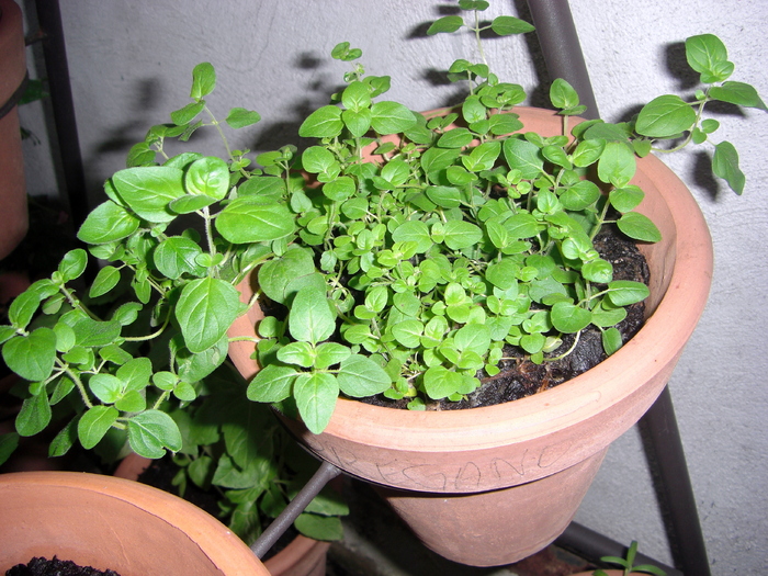 oregano - plante aromatice 2010