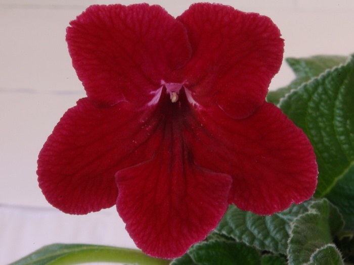 SG104018 - ZZZ-Alte Gesneriaceae