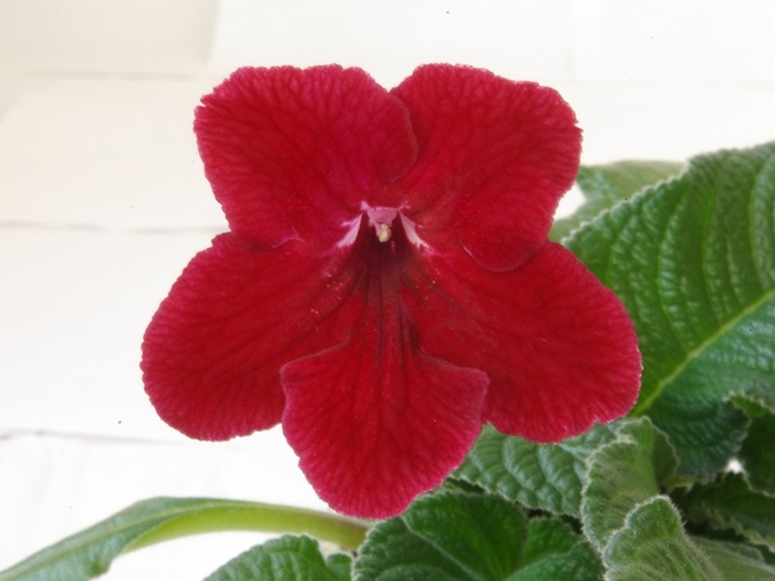 SG104019 - ZZZ-Alte Gesneriaceae