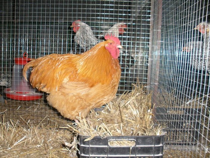 022 - 06-Orpington Galben - Buff orpington