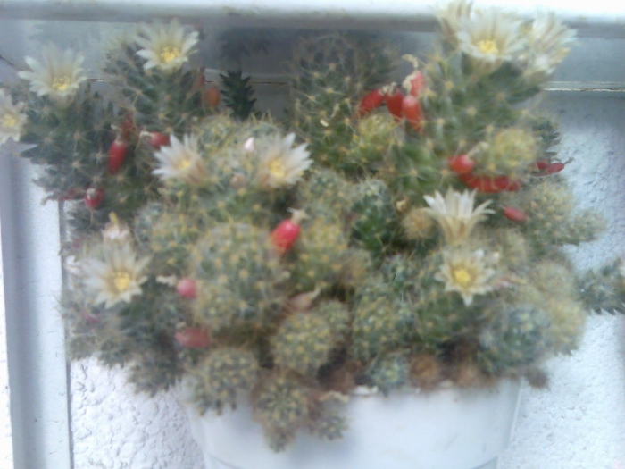 Imag036 - cactusi infloriti