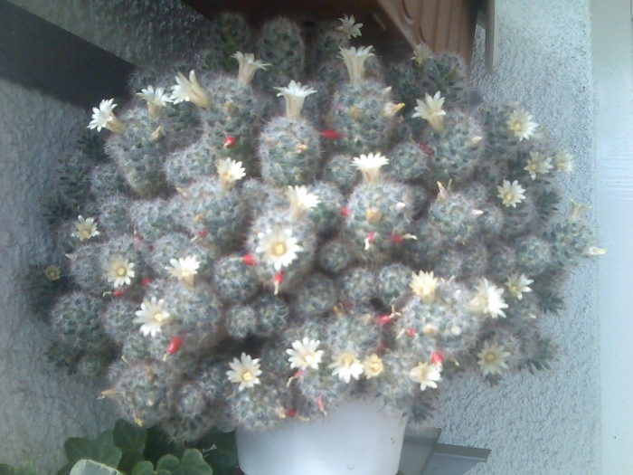 Imag039 - cactusi infloriti