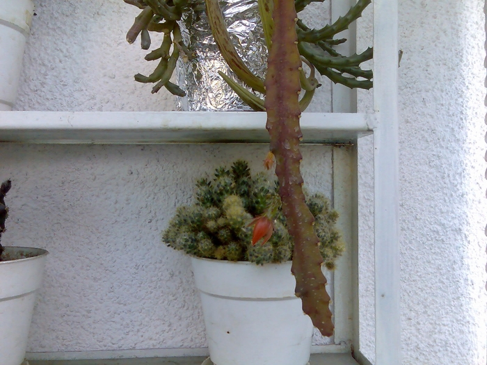 cactus cu cu boboci - cactusi infloriti