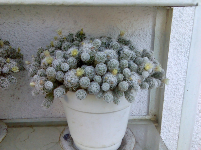 cactus cu flori 2 - cactusi infloriti