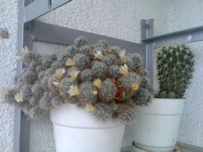 cactus cu flori si fara 2 - cactusi infloriti