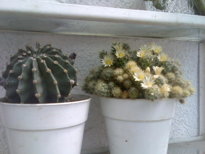 cactus cu flori si fara