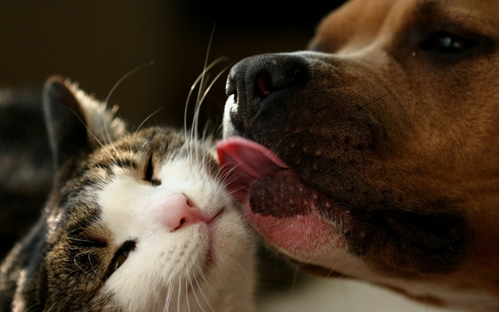 why-we-love-cats-and-dogs-2560x1600 - Awesome hd