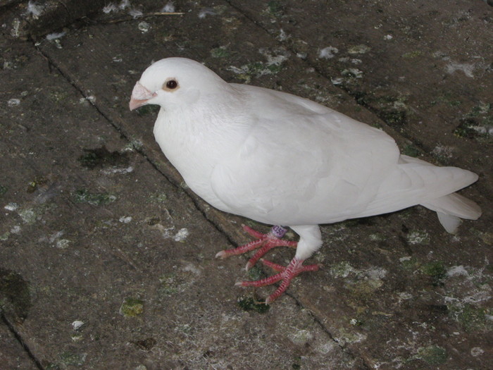 IMG_5655 - Porumbeii pe care i-am avut 2009-2011