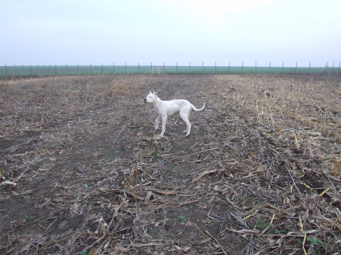 Blanco 'dog argentinian'