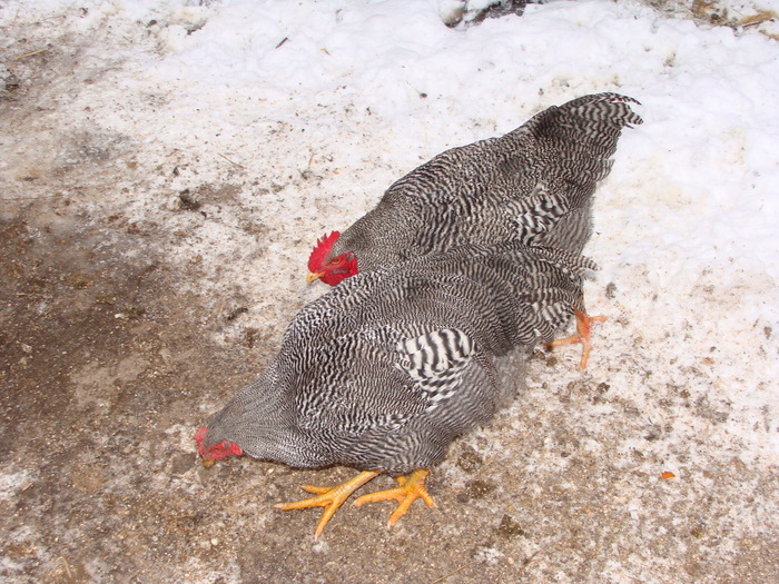 DSC02616