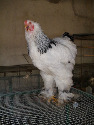 135 - 02-Brahma Herminat Deschis - White black columbian