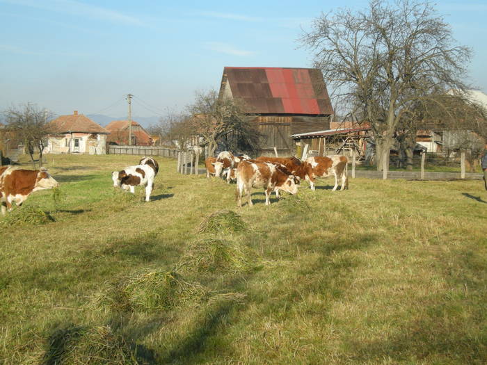 DSCN2975 - Toamna in gradina