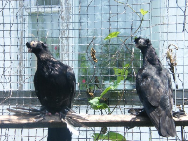 2008_06140001