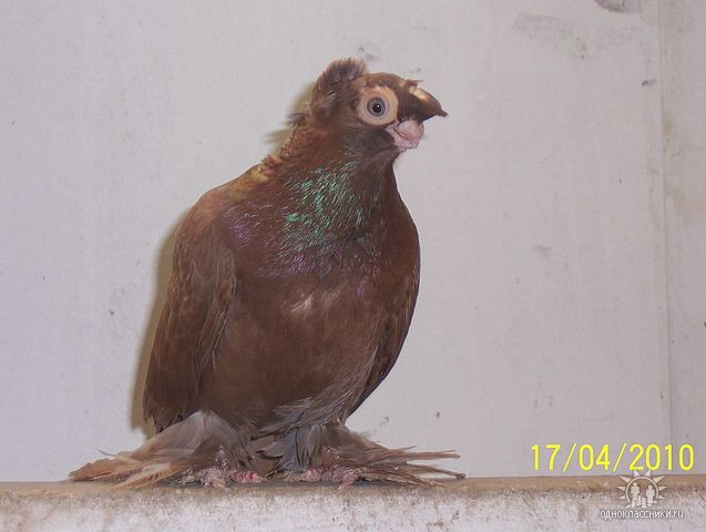 bb