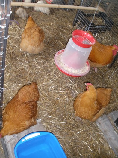 031 - 06-Orpington Galben - Buff orpington