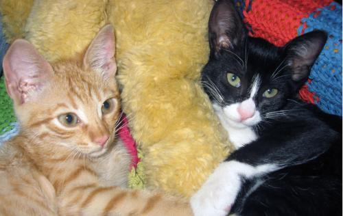 Poze cu Pisicile Leut si Sabrina - poze pisici diferite