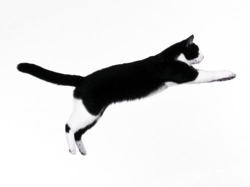 Poze Pisici Imagini Pisicute Wallpapers Pisica Neagra Jucausa - poze pisici diferite