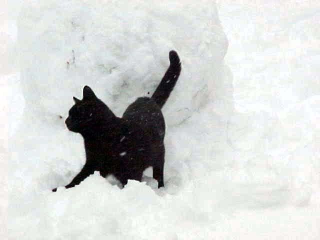 poze-pisici-negre-zapada-iarna - poze pisici diferite