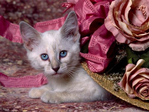 Siamese Kitten Poze Pisici Imagini Pisicute Wallpapers - poze pisici diferite