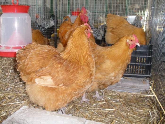 034 - 06-Orpington Galben - Buff orpington