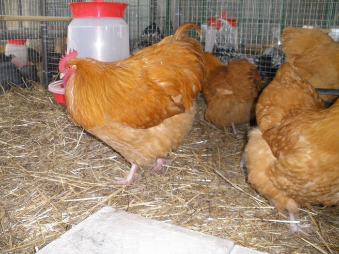 035 - 06-Orpington Galben - Buff orpington