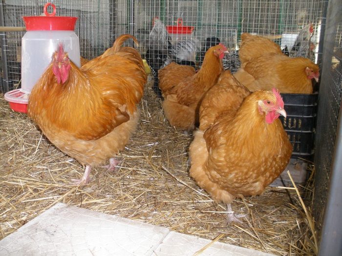 036 - 06-Orpington Galben - Buff orpington