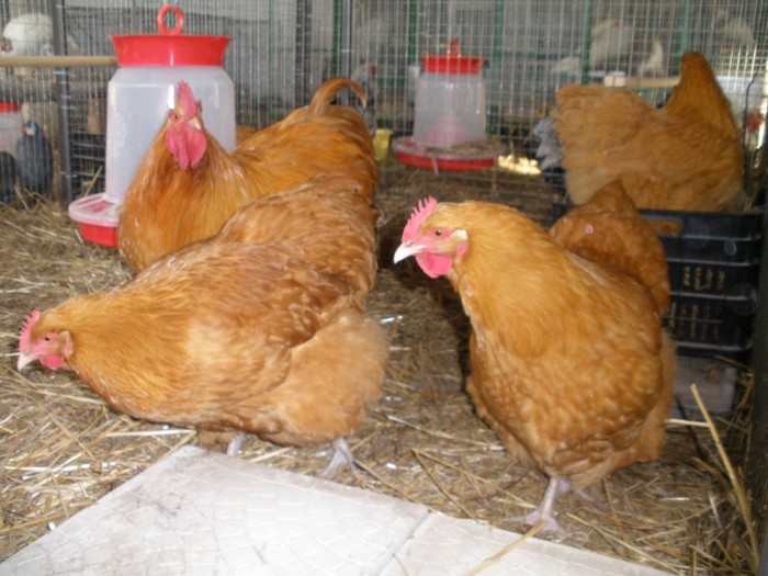 037 - 06-Orpington Galben - Buff orpington