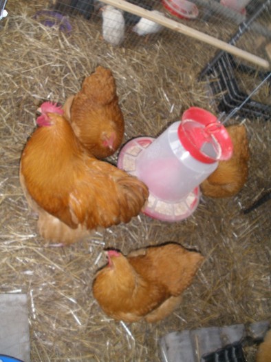 039 - 06-Orpington Galben - Buff orpington