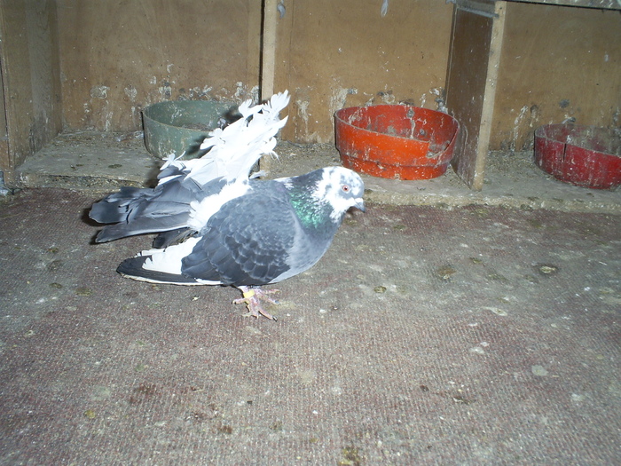 S5032225 - porumbeii mei