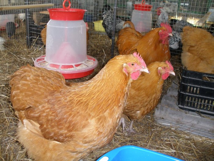 032 - 06-Orpington Galben - Buff orpington