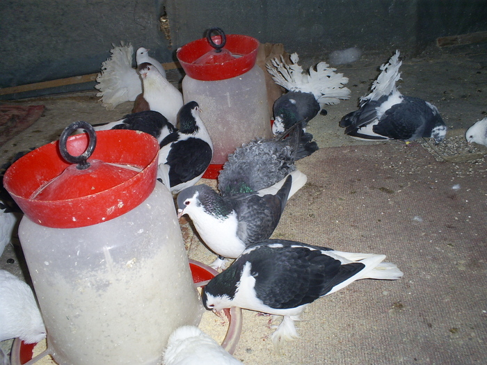 S5032234 - porumbeii mei