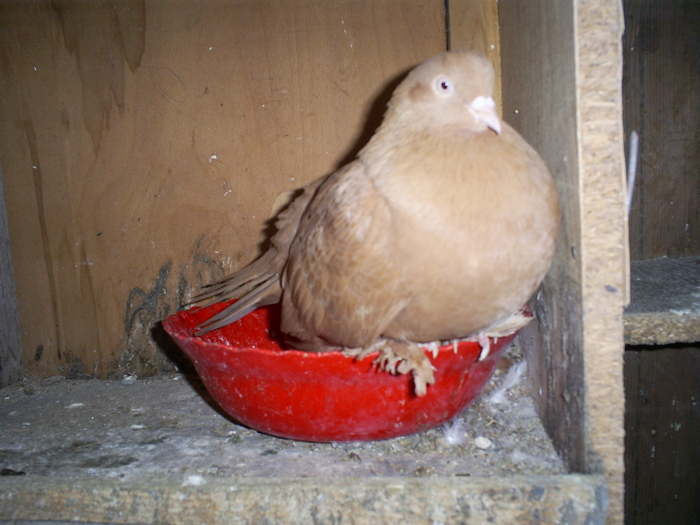 S5032235 - porumbeii mei