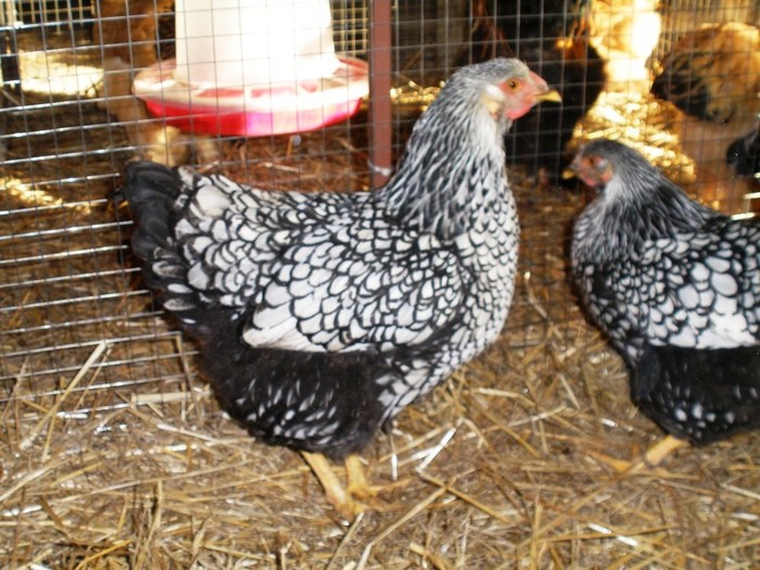 044 - 07-Wyandotte Argintiu - Silver laced wyandotte