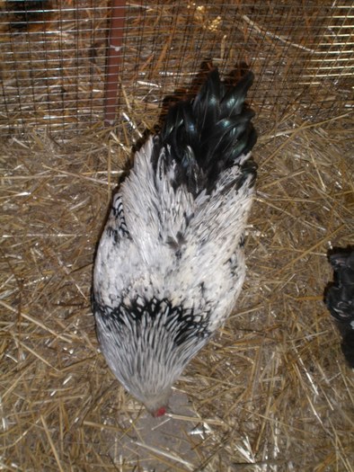 046 - 07-Wyandotte Argintiu - Silver laced wyandotte