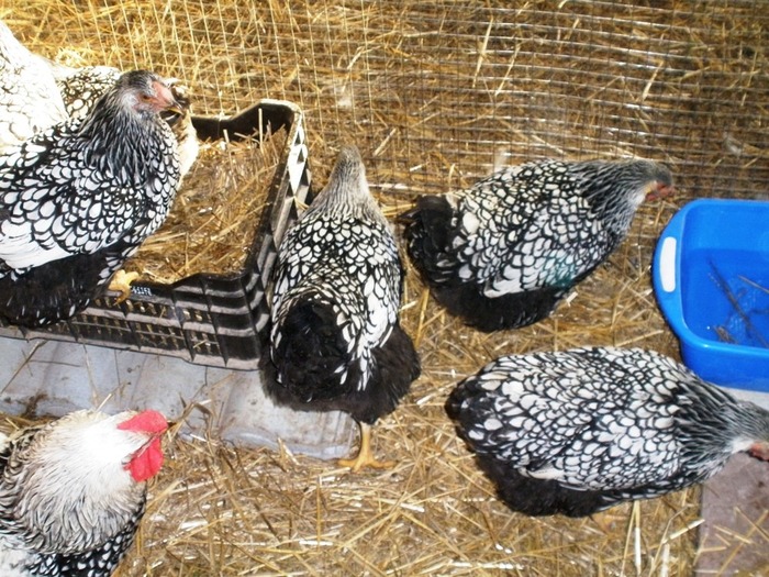 047 - 07-Wyandotte Argintiu - Silver laced wyandotte