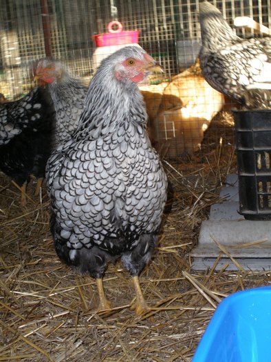 049 - 07-Wyandotte Argintiu - Silver laced wyandotte