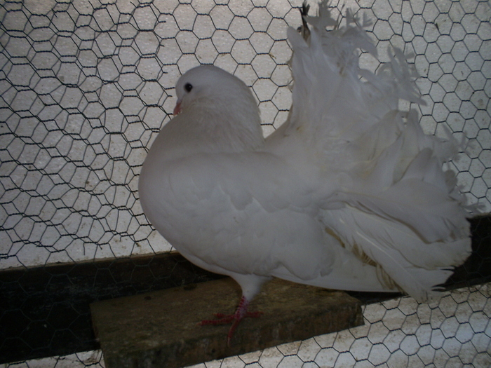S5032247 - porumbeii mei