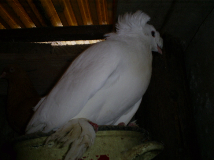 S5032253 - porumbeii mei