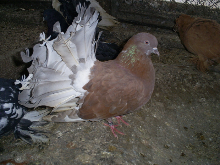 S5032255 - porumbeii mei