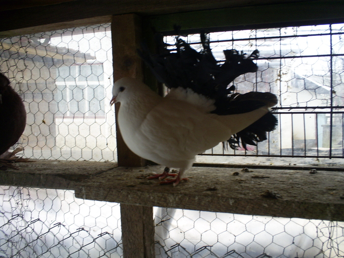 S5032267 - porumbeii mei