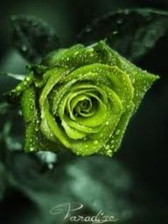 trandafir verde