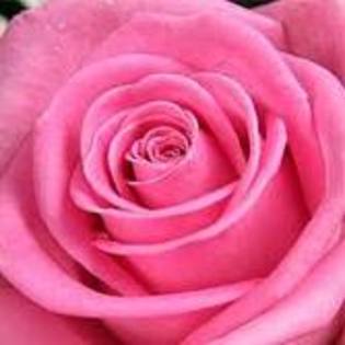 trandafir RoZz - poze cu trandafiri