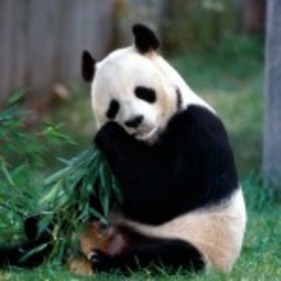 poze_animale_salbatice-urs-panda-150x150 - ursi panda