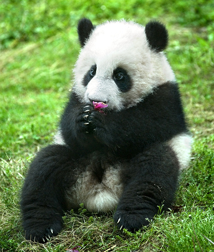 poze-haioase-poze-flori-primavara-poze-ursi-panda - ursi panda