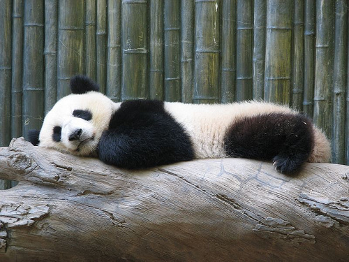 poze-urs-panda - ursi panda