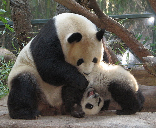 ursulet-panda-poze - ursi panda