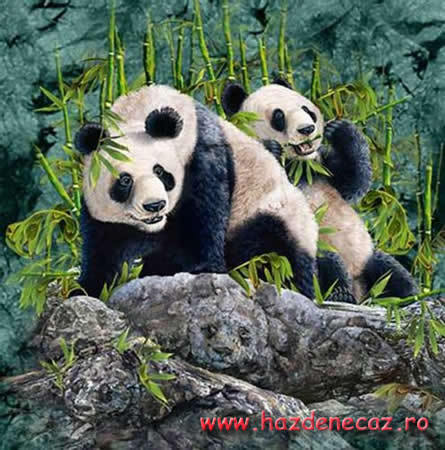 091_iluzii - ursi panda