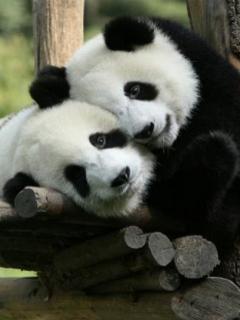 393 - ursi panda